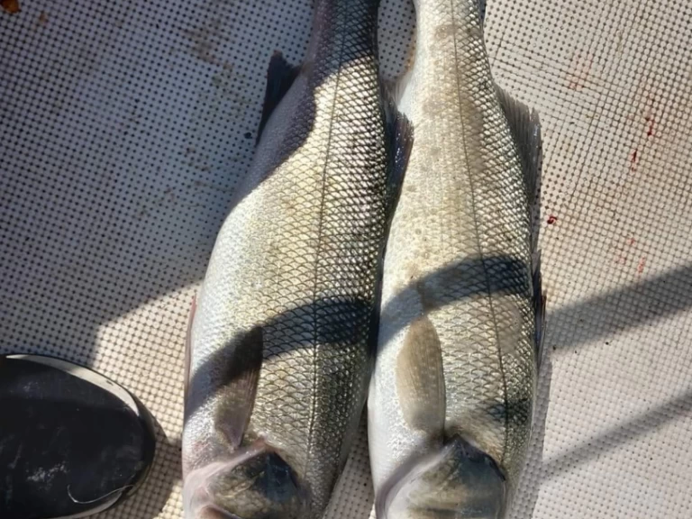 Boot mieten Toulon günstig Vector 2200WA