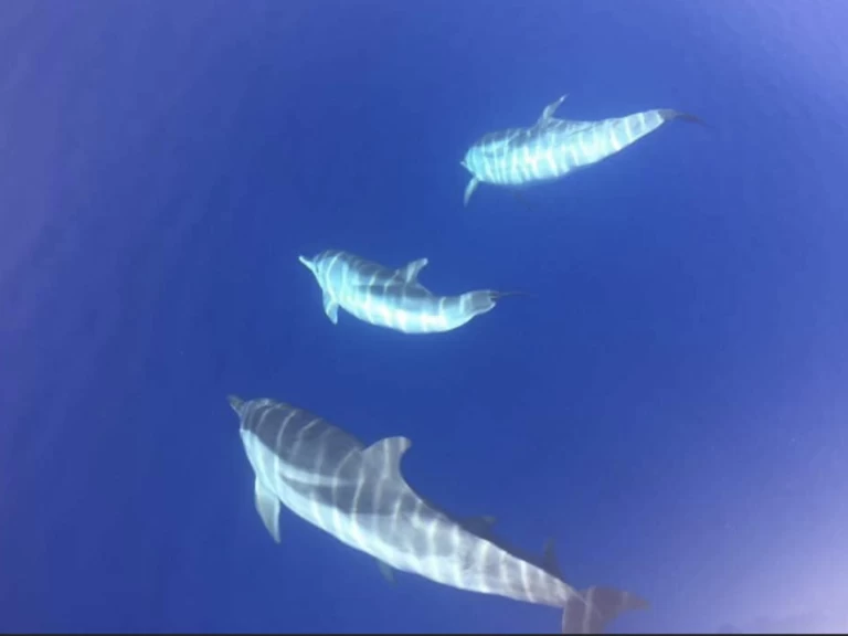 Schlauchboot mieten in Porto-Vecchio - Lomac Adrenalina 9.5