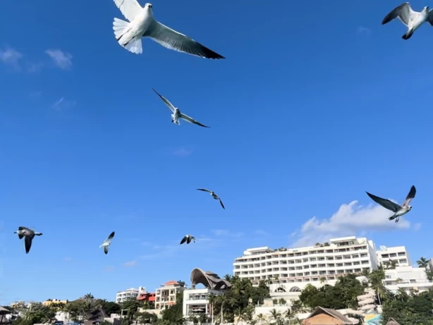 Sea Ray Sea Ray Flybridge mieten Cancún
