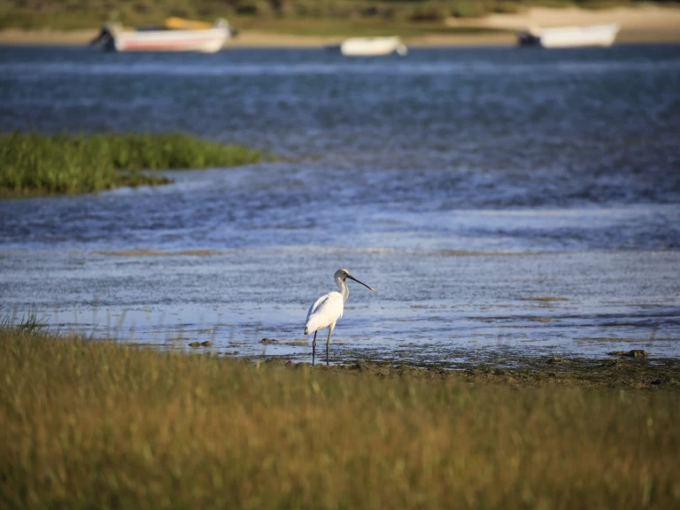 Ein Cheetah Marine WOW 8.9 mieten in Faro