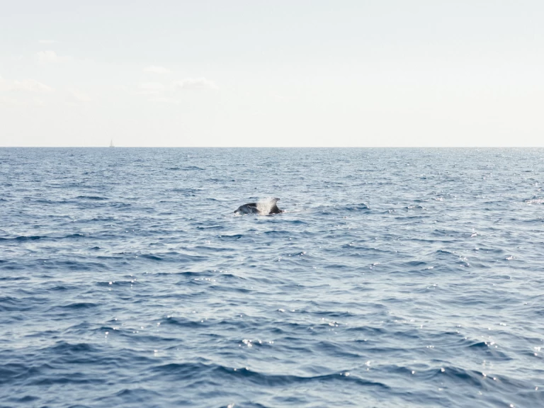 Ein Jeanneau Sun Odyssey 409 Performance mieten in Port d'Andratx