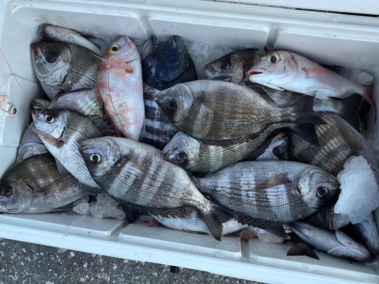 Vermietung Motorboot Bayliner mit Führerschein