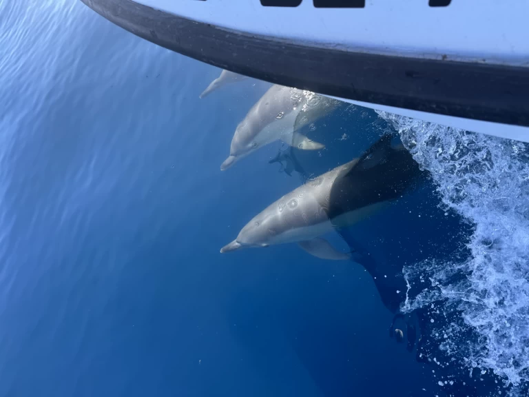 Motorboot mieten in Benalmádena zum besten Preis