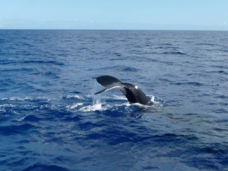 CeyCat catamaran mieten Trincomalee