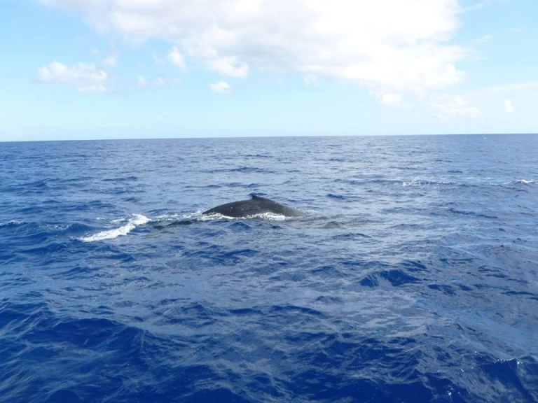 Segelboot mieten in Trincomalee - CeyCat catamaran