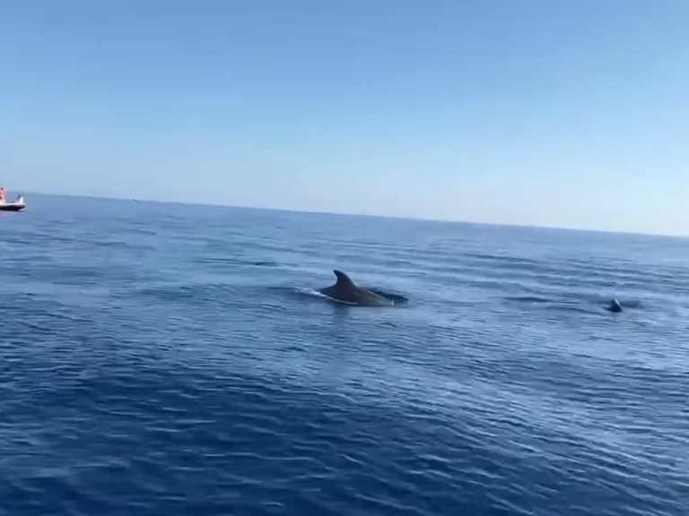 Ein Clear aries mieten in Argelès-sur-Mer