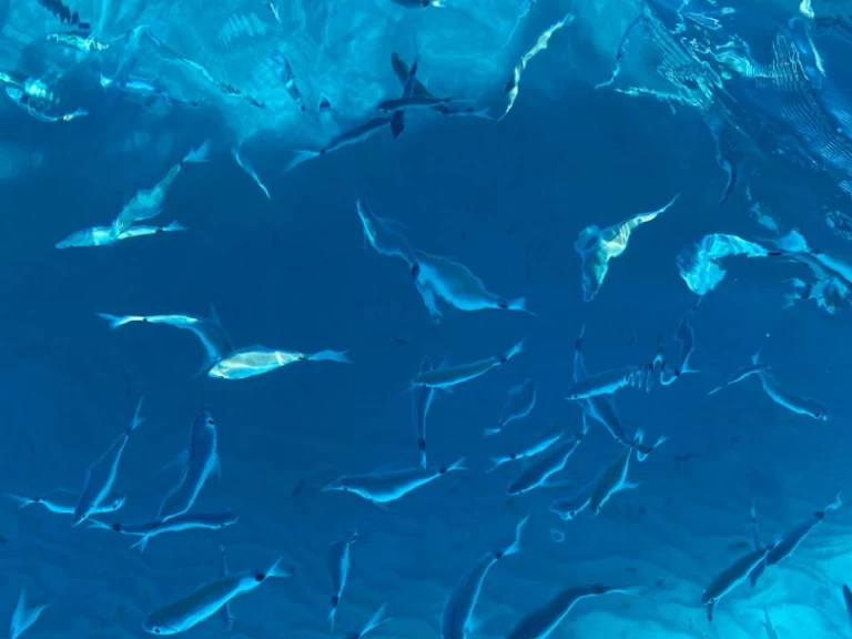 Italboats Predator 540 mieten Villasimius