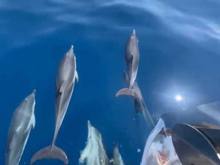 Yacht mieten in Saint-Tropez - Jeanneau Merry Fisher 1095