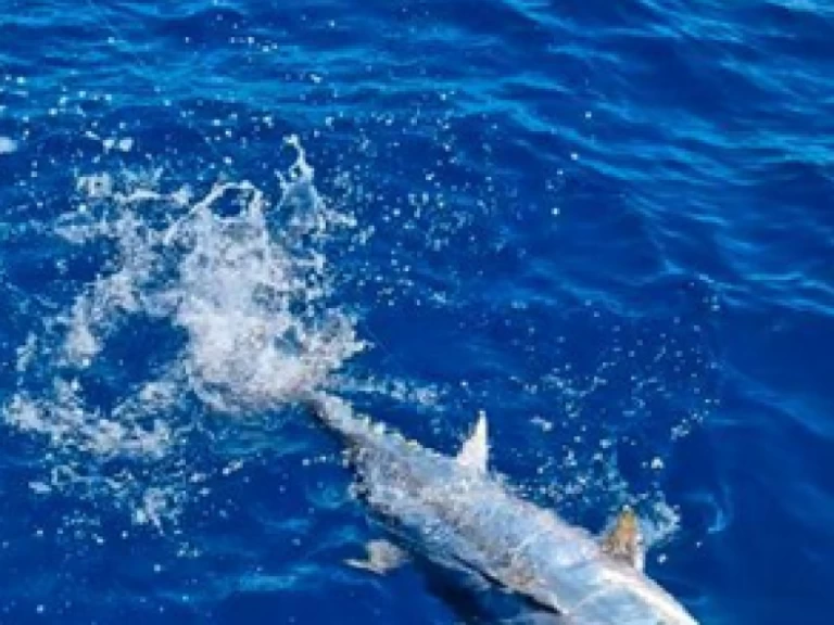 Motorboot mieten in Saint-Gilles les Bains zum besten Preis