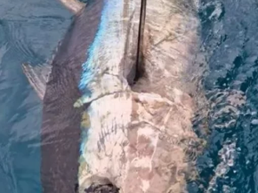 Ocqueteau Ostrea 700 T-Top mieten Saint-Gilles les Bains