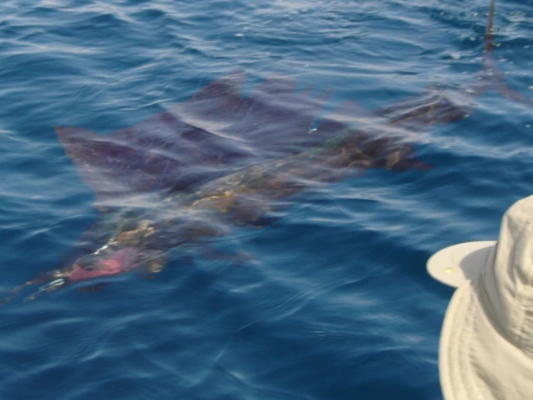 YachtCharter in Saint-Gilles les Bains - Ocqueteau Ostrea 700 T-Top auf SamBoat