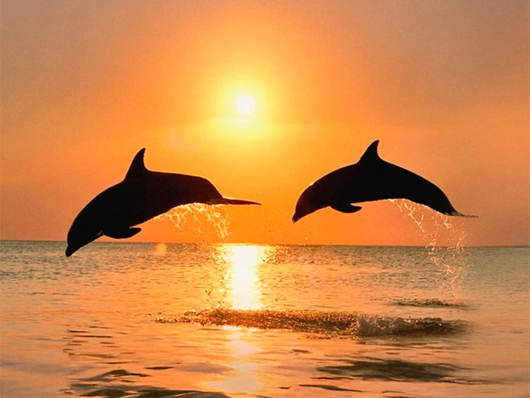 Bootsverleih Naviplane 710 Benalmádena Samboat