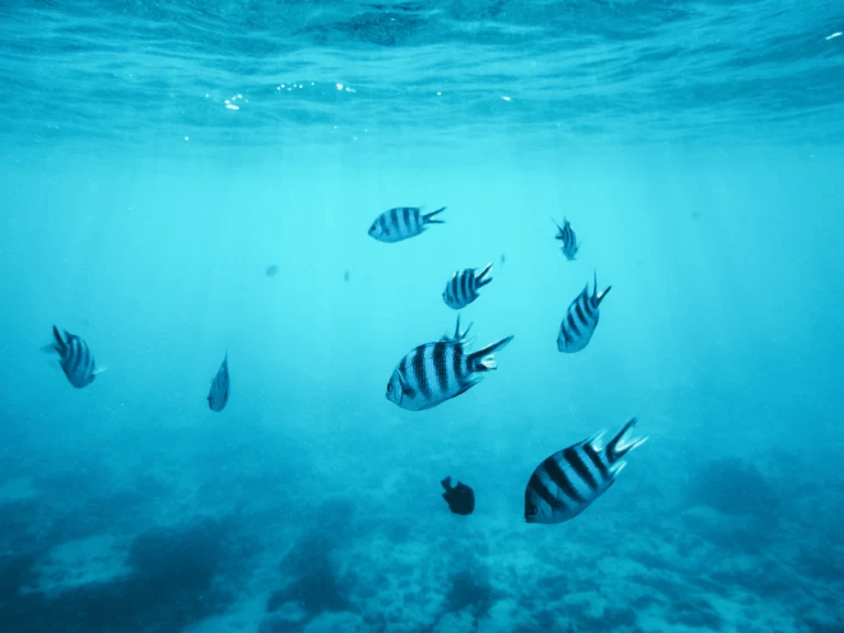 Boot mieten Kendwa günstig Custom made