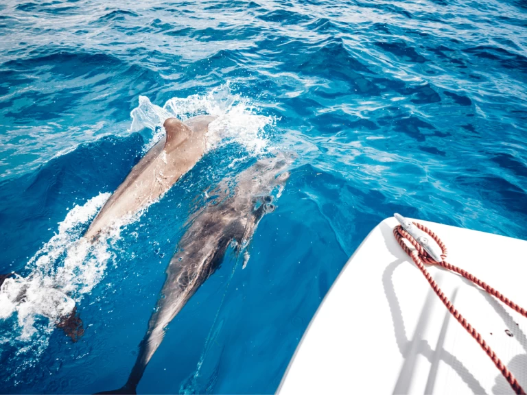 Bootsverleih Custom Made Custom made Kendwa Samboat