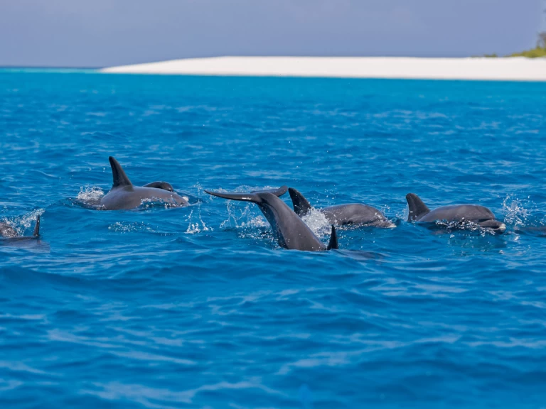 Boot mieten Kendwa günstig Custom made