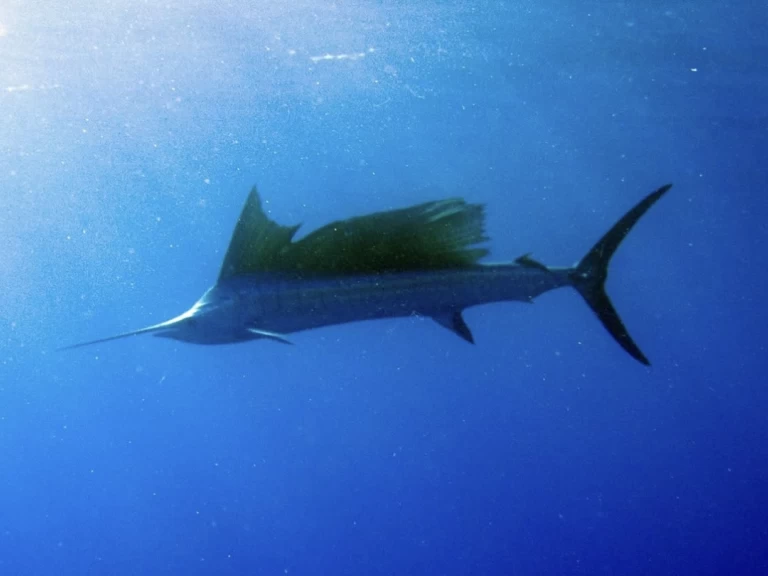 YachtCharter in Kendwa - Custom Made Custom made auf SamBoat