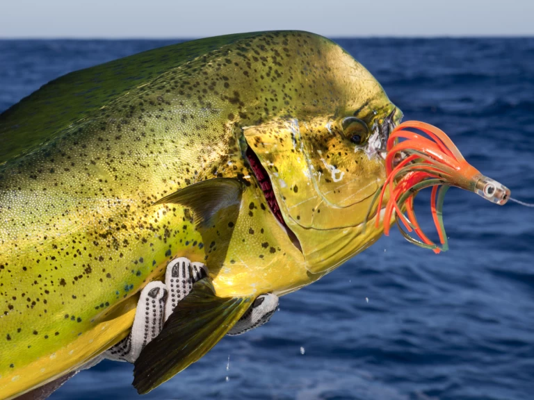 Bootsverleih Custom Made Custom made Punta Cana Samboat