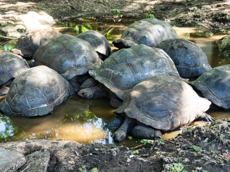 Custom Custom mieten Sansibar-Stadt