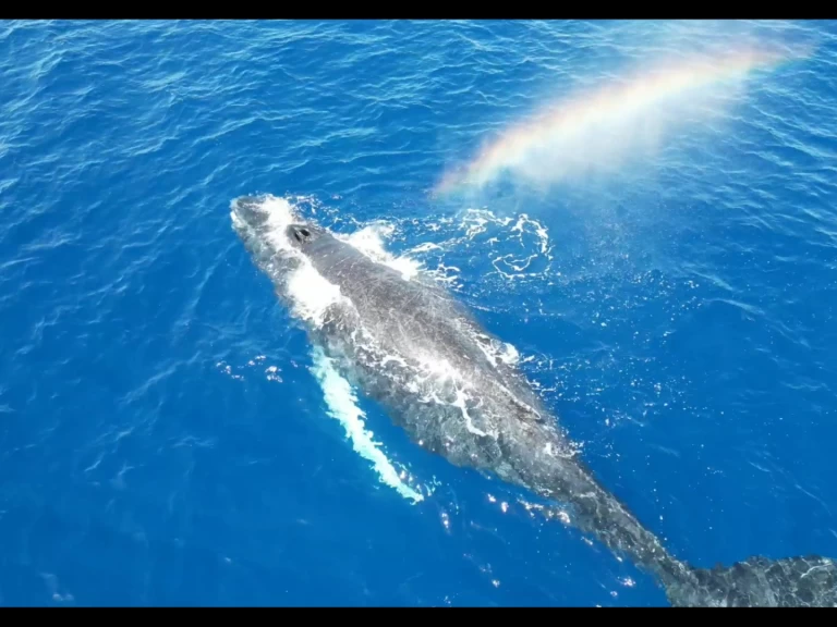 Segelboot mieten in Le Gosier zum besten Preis