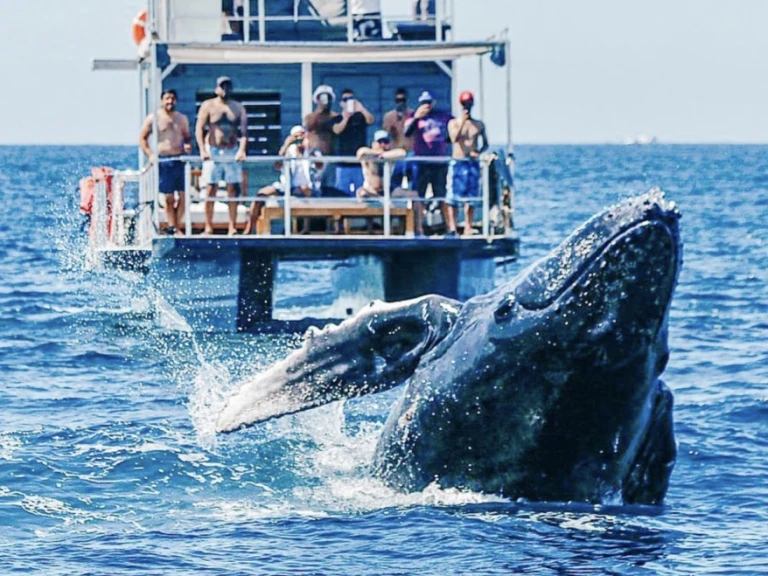 Bootsverleih Custom Made 36 Cabo San Lucas Samboat