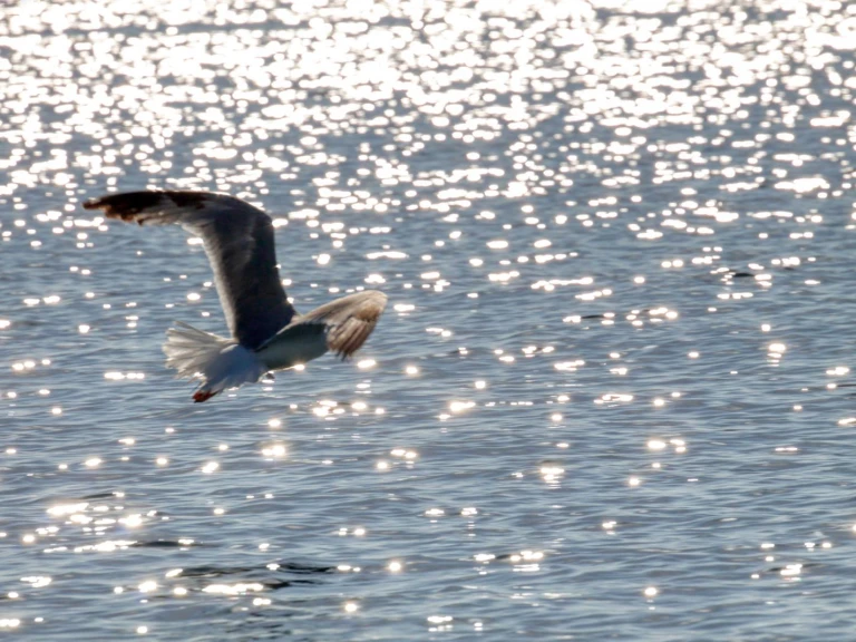 YachtCharter in Otranto - dolphin Dolphin 25 auf SamBoat