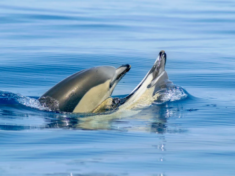 Narwhal 88 mieten Portimão