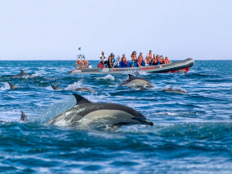 YachtCharter in Portimão - Narwhal 88 auf SamBoat